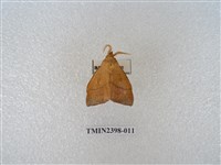 藏品(直帶黃枯葉蛾)的圖片